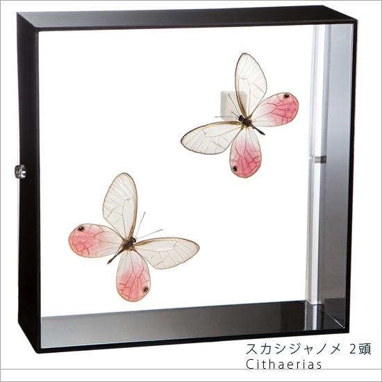 昆虫標本 蝶の標本 スカシジャノメ 2頭 アクリルフレーム 黒