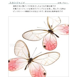 昆虫標本 蝶の標本 スカシジャノメ 2頭 アク...の詳細画像5