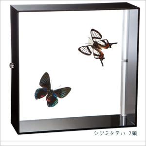 ポイント10倍 期間限定 昆虫標本 蝶の標本 シジミタテハ 2頭 アクリルフレーム 黒｜soprano