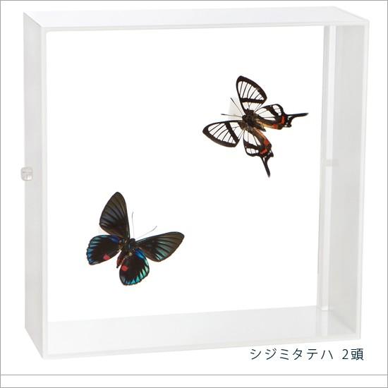 昆虫標本 蝶の標本 シジミタテハ 2頭 アクリルフレーム 白
