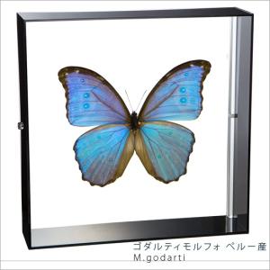 ポイント10倍 期間限定 昆虫標本 蝶の標本 ゴダルティモルフォ ペルー産 アクリルフレーム 黒｜soprano