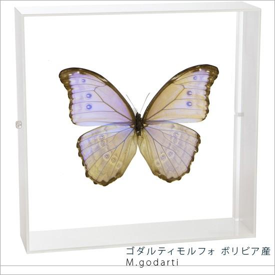 昆虫標本 蝶の標本 ゴダルティモルフォ ボリビア産 アクリルフレーム 白