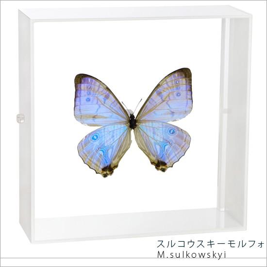 昆虫標本 蝶の標本 スルコウスキーモルフォ アクリルフレーム 白