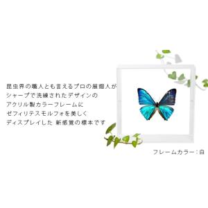 昆虫標本 蝶の標本 ゼフィリテスモルフォ アク...の詳細画像1