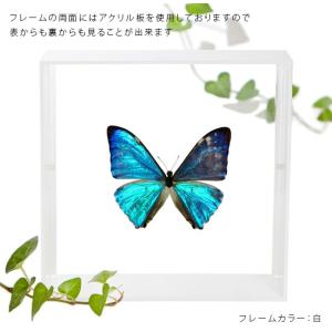 昆虫標本 蝶の標本 ゼフィリテスモルフォ アク...の詳細画像2