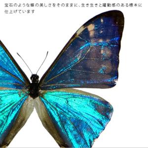 昆虫標本 蝶の標本 ゼフィリテスモルフォ アク...の詳細画像3