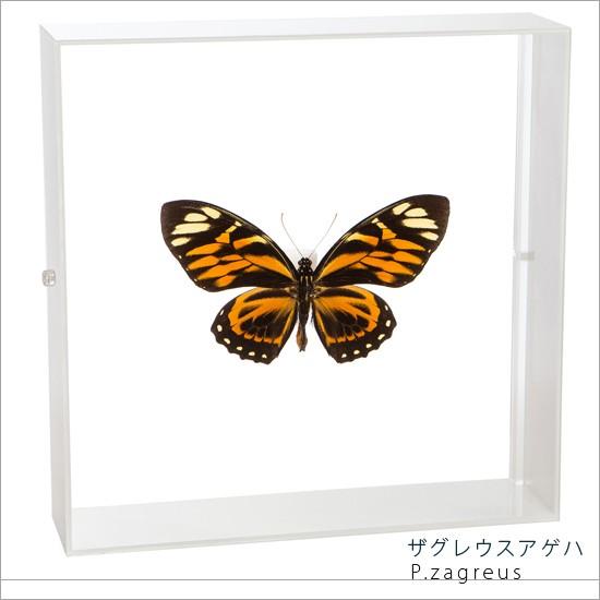昆虫標本 蝶の標本 ザグレウスアゲハ アクリルフレーム 白