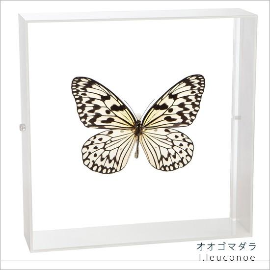 昆虫標本 蝶の標本 オオゴマダラ アクリルフレーム 白