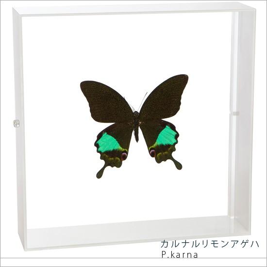 昆虫標本 蝶の標本 カルナルリモンアゲハ アクリルフレーム 白