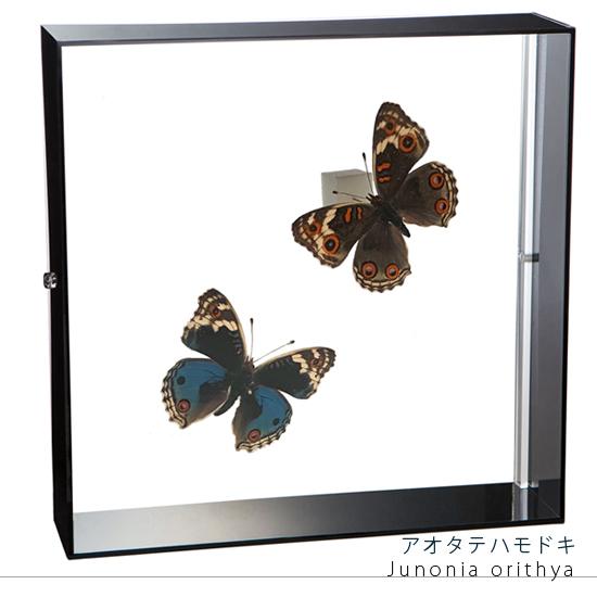昆虫標本 蝶の標本 アオタテハモドキ 2頭 アクリルフレーム 黒