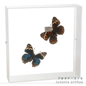 昆虫標本 蝶の標本 アオタテハモドキ 2頭 アクリルフレーム