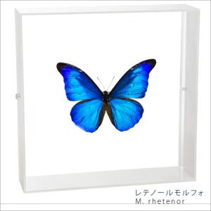 昆虫標本 蝶の標本 レテノールモルフォ アクリルフレーム