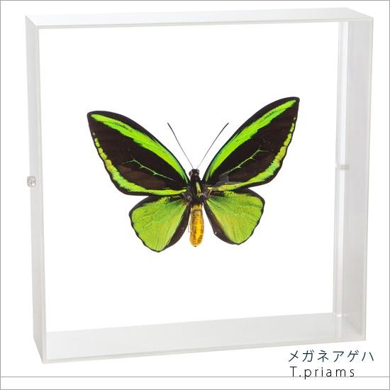 昆虫標本 蝶の標本 メガネアゲハ アクリルフレーム 白