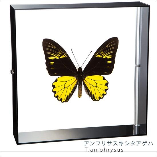 昆虫標本 蝶の標本 アンフリサスキシタアゲハ アクリルフレーム 黒