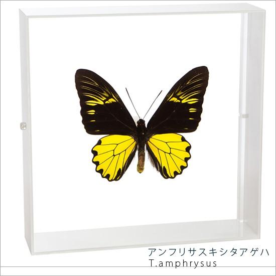 昆虫標本 蝶の標本 アンフリサスキシタアゲハ アクリルフレーム 白