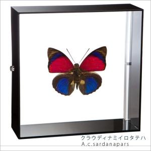 昆虫標本 蝶の標本 ヘレナモルフォ アクリルフレーム 黒 : ソプラノ