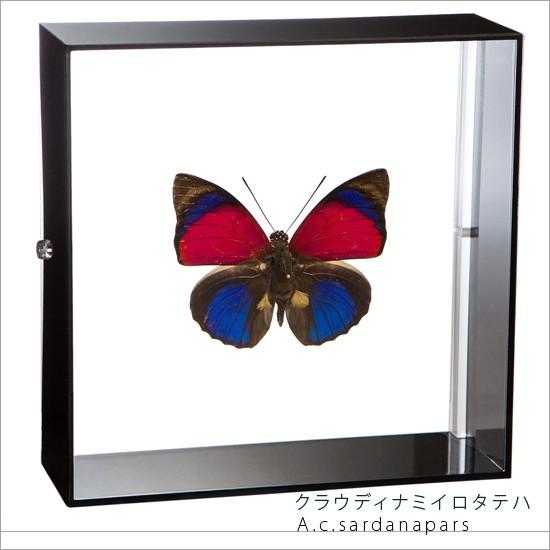 昆虫標本 蝶の標本 クラウディナミイロタテハ アクリルフレーム 黒
