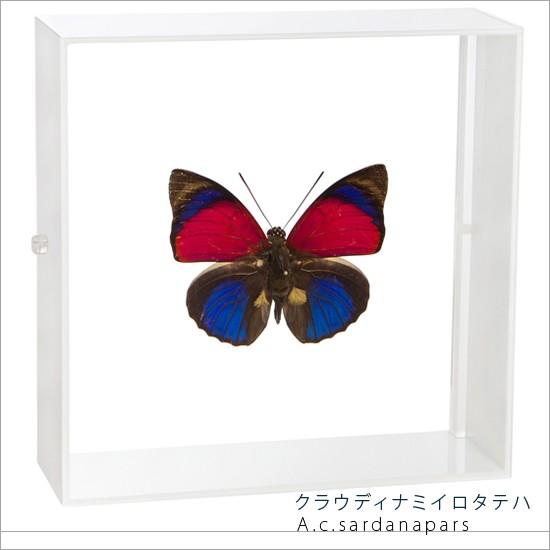 昆虫標本 蝶の標本 クラウディナミイロタテハ アクリルフレーム 白