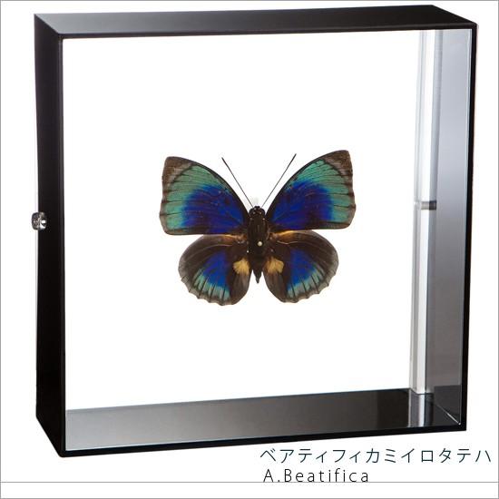 昆虫標本 蝶の標本 ベアティフィカミイロタテハ アクリルフレーム 黒