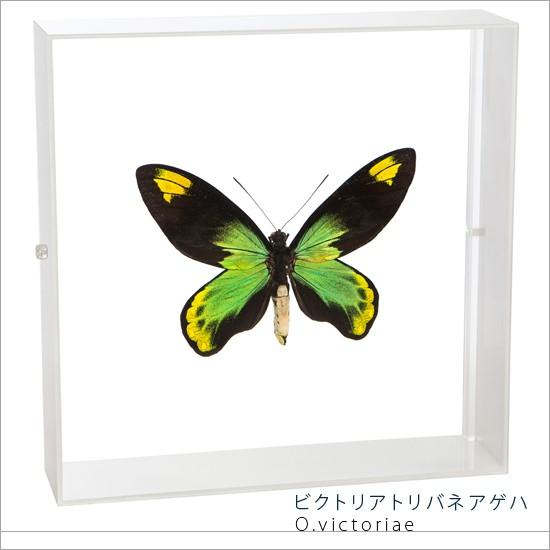 昆虫標本 蝶の標本 ビクトリアトリバネアゲハ アクリルフレーム 白