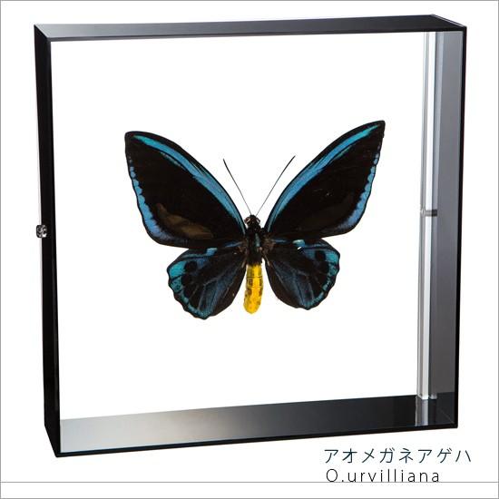 昆虫標本 蝶の標本 アオメガネアゲハ アクリルフレーム 黒