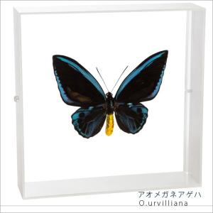 昆虫標本 蝶の標本 ツマベニチョウ アクリルフレーム 黒 : ソプラノ
