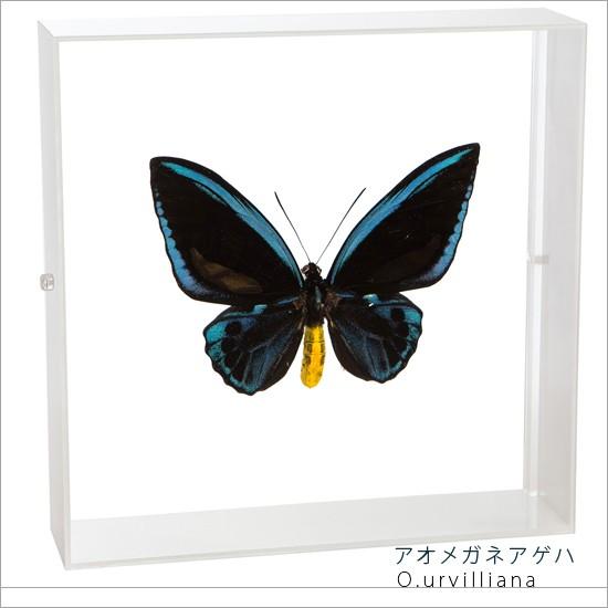 昆虫標本 蝶の標本 アオメガネアゲハ アクリルフレーム 白
