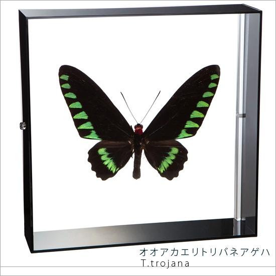 昆虫標本 蝶の標本 オオアカエリトリバネアゲハ アクリルフレーム 黒