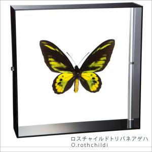 2025年12月】蝶 標本（蝶（標本））のおすすめ人気ランキング - Yahoo