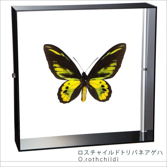 昆虫標本 蝶の標本 ロスチャイルドトリバネアゲハ アクリルフレーム 黒