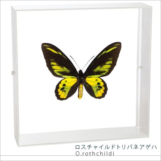 昆虫標本 蝶の標本 ロスチャイルドトリバネアゲハ アクリルフレーム 白