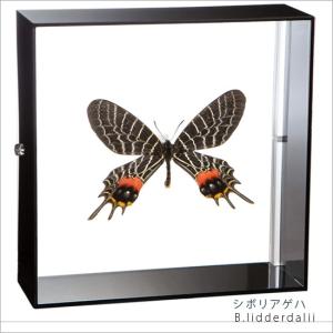 昆虫標本 蝶の標本 オオルリアゲハ アクリルフレーム 黒 : ソプラノ