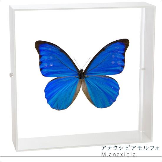 昆虫標本 蝶の標本 アナクシビアモルフォ アクリルフレーム 白