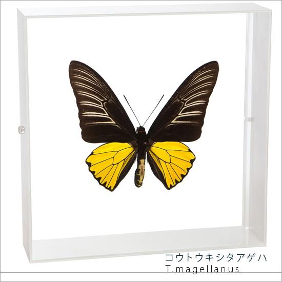 昆虫標本 蝶の標本 コウトウキシタアゲハ アクリルフレーム 白