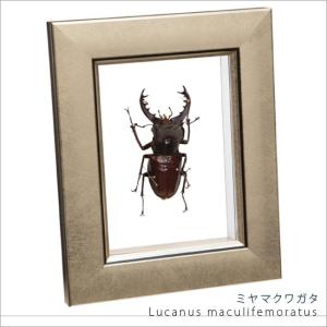 ジ*ン様 昆虫標本 30匹 タマムシ ジ*ン様 緑色の昆虫標本セット タマムシ 30匹