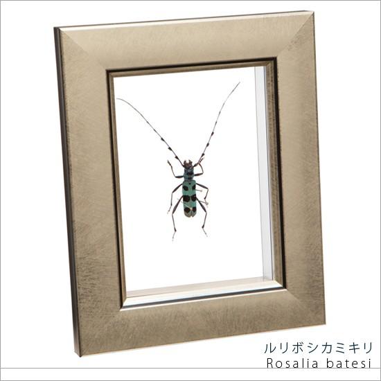 昆虫標本 ルリボシカミキリ メタリック調ライトフレーム