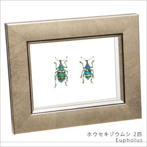 昆虫標本 ホウセキゾウムシ 2匹 メタリック調ライトフレーム