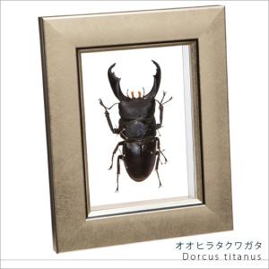 ポイント10倍 期間限定 昆虫標本 オオヒラタクワガタ メタリック調ライトフレーム