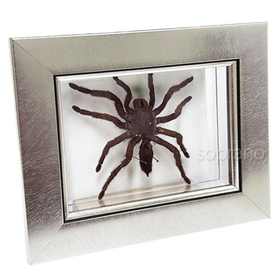 昆虫標本 タランチュラ メタリック調ライトフレーム