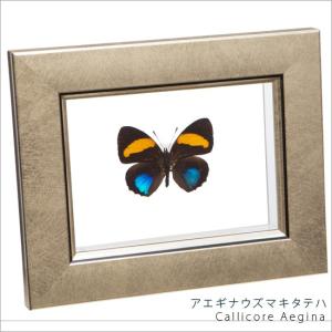 蝶標本 昆虫標本 蝶の標本 ギフチョウ メタリック調ライトフレーム : ソプラノ