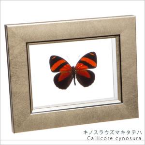 貴重！蝶の標本（多色、木製フレーム） 昆虫標本 蝶の標本 ウラモジタテハ メタリック調ライトフレーム