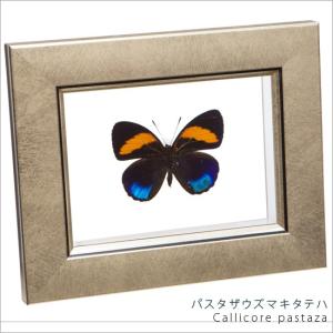 昆虫標本 蝶の標本 ギフチョウ メタリック調ライトフレーム : ソプラノ