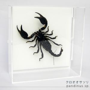 ポイント10倍 期間限定 昆虫標本 クロオオサソリ アクリルフレーム 透明｜soprano