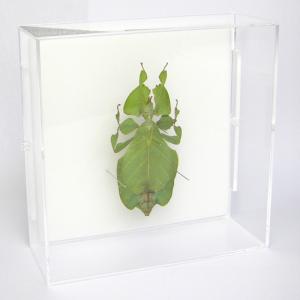 昆虫標本 コノハムシ アクリルフレーム 透明｜soprano