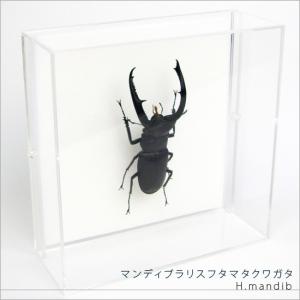 ポイント10倍 期間限定 昆虫標本 マンディブラリスフタマタクワガタ アクリルフレーム 透明｜soprano