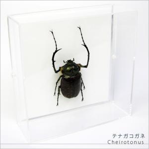 ポイント10倍 期間限定 昆虫標本 テナガコガネ アクリルフレーム 15cm角 透明｜soprano