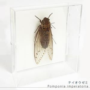 昆虫標本 テイオウゼミ アクリルフレーム 透明｜soprano