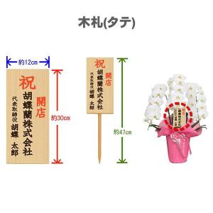 胡蝶蘭 大輪 3本立ち 27輪〜(蕾込み) 木...の詳細画像1