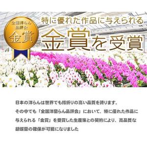 胡蝶蘭 大輪 3本立ち 33輪〜(蕾込み) 木...の詳細画像4