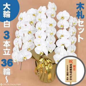 胡蝶蘭 大輪 3本立ち 36輪〜(蕾込み) 木札セット 高級 農園直送 金賞受賞 金婚式 移転祝い 開業祝い 叙勲 受章祝い 昇進 栄転 就任 長寿 還暦 株主総会